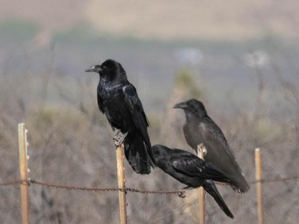 <h3><a href="/trips/Tucson_2023/biota/animalia/chordata/aves/040 passeriformes/054 corvidae/corvus corax/corvus corax-nl.html">Corvus&nbsp;corax</a> / Northern&nbsp;raven / Raaf</h3>OM-1 met OLYMPUS M.300mm F4.0, 1/4000 sec  bij F4.5, ISO 400, afstand 60.7&nbsp;m